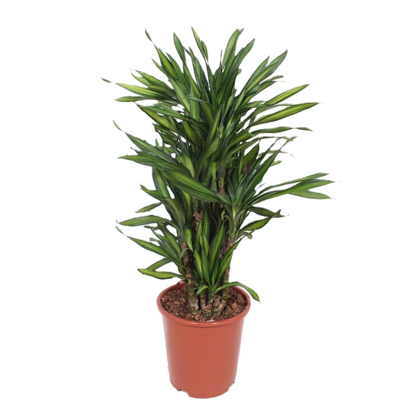 <h4>Dracaena Riki</h4>