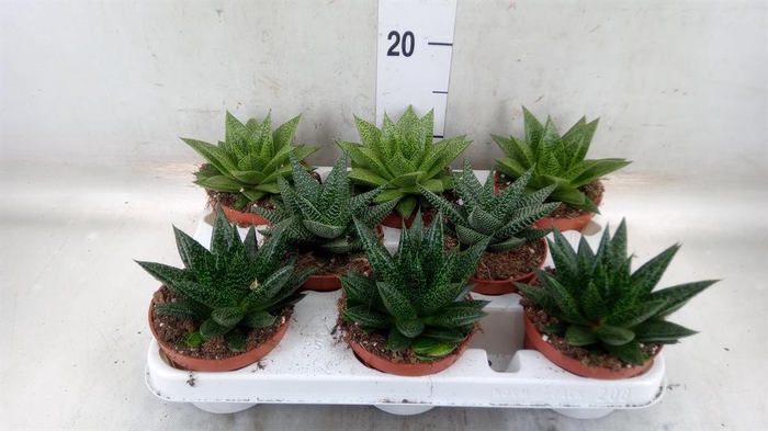 <h4>Aloe   ...mix</h4>