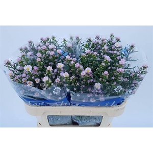 ASTER CLAUDIA 20GR
