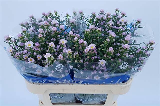 <h4>ASTER CLAUDIA 20GR</h4>