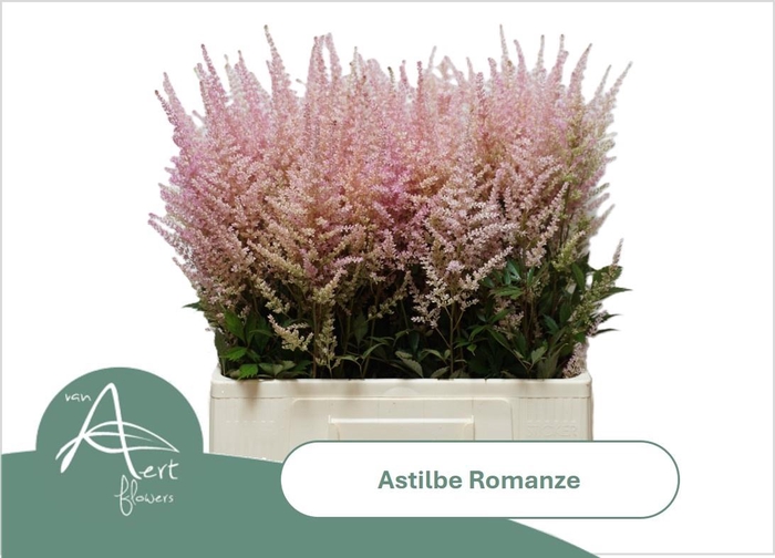 <h4>ASTIL C ROMANZE</h4>