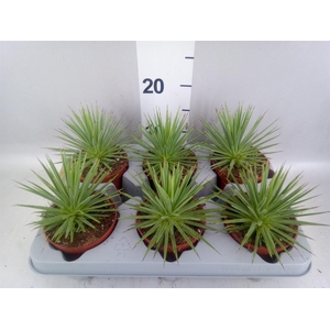 Agave stricta 'Nana'