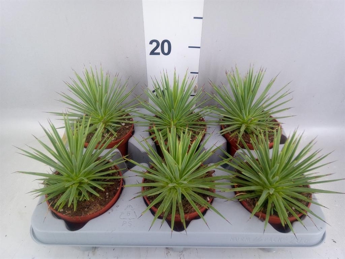 <h4>Agave stricta 'Nana'</h4>