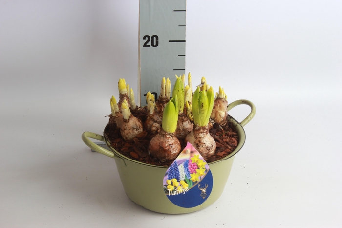 <h4>ARR BOL KNOLGEWAS</h4>