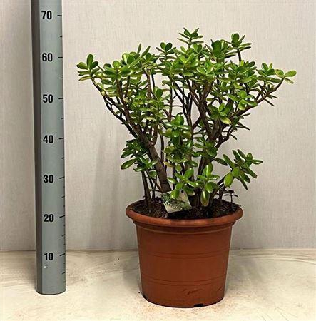 <h4>Crass Ovata</h4>