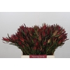 Leucadendron Fireglow Spray