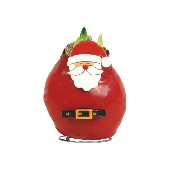 <h4>Amaryllis Touch of Wax Special Santa Claus 6x1, rode bloem, Tray 236</h4>