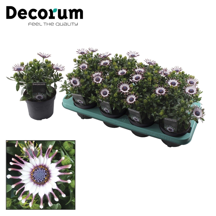 <h4>Osteospermum Philip Decorum</h4>