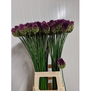 ALLIUM SPHAEROCEPHAL