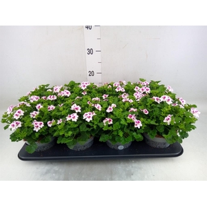 Pelargonium gran.   ..