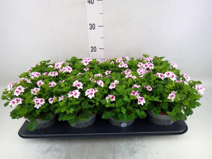 <h4>Pelargonium gran.   ..</h4>