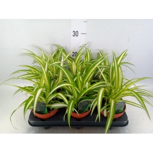 Chlorophytum com. 'Variegatum'