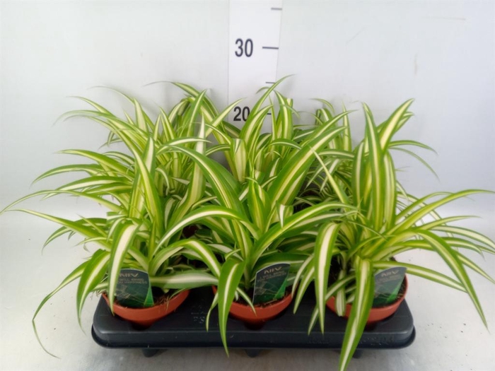 <h4>Chlorophytum com. 'Variegatum'</h4>