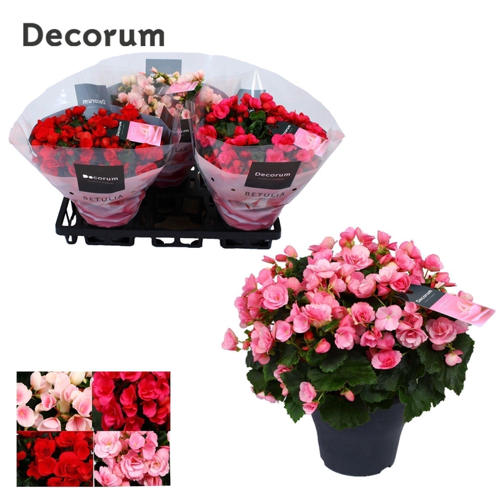 <h4>Begonia Betulia Mix in Floratino Tray</h4>