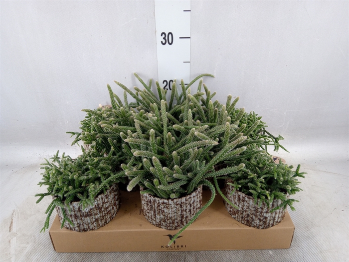 <h4>Rhipsalis   ...mix</h4>