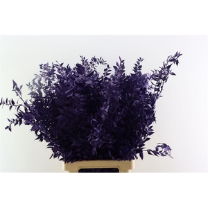 Pres Ruscus Purple P Stem