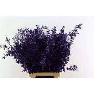 Pres Ruscus Purple P Stem