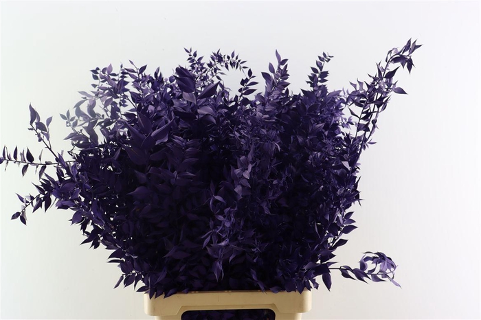 <h4>Pres Ruscus Purple P Stem</h4>