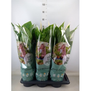 Spathiphyllum  'Vivaldi'