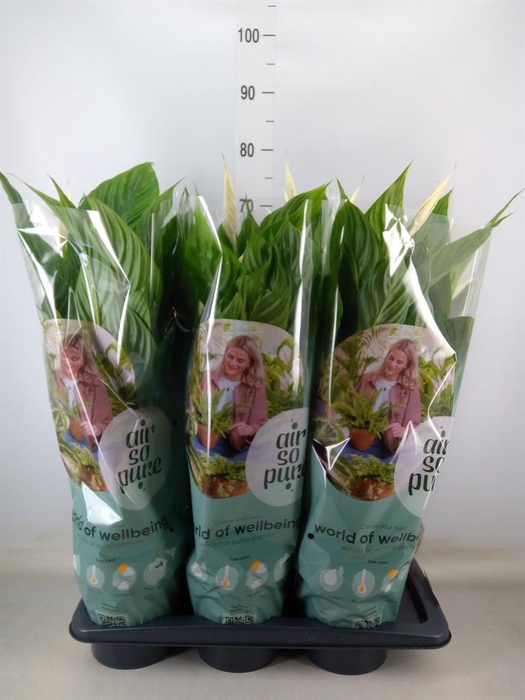 <h4>Spathiphyllum  'Vivaldi'</h4>