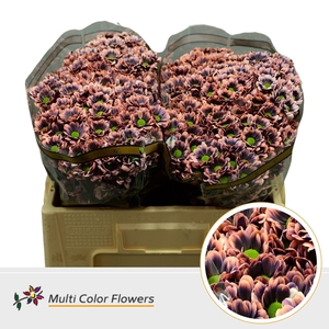 Chr. San 'Bowie' Colored BANDITO