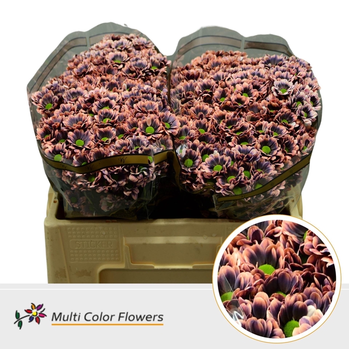 <h4>Chr. San 'Bowie' Colored BANDITO</h4>