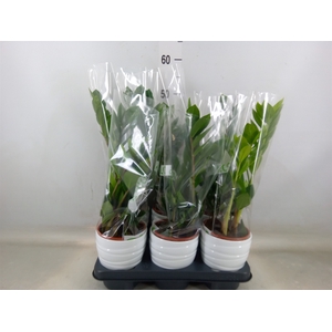 Zamioculcas zamiifolia