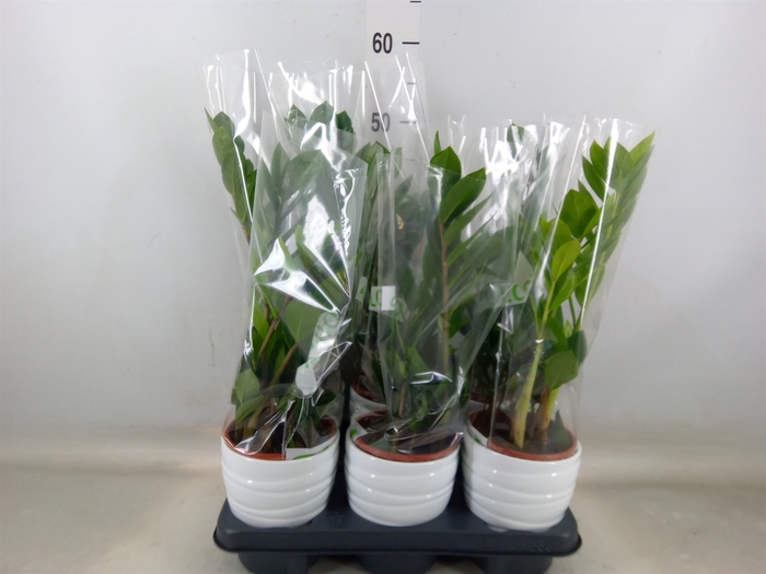 <h4>Zamioculcas zamiifolia</h4>