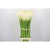 Zantedeschia Eydolls White