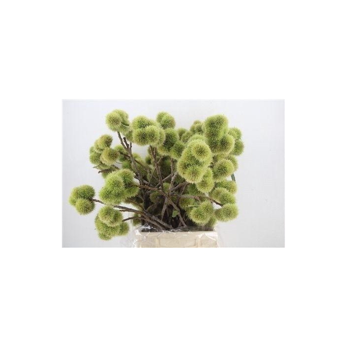 <h4>Aesculus Hippoc Tak</h4>
