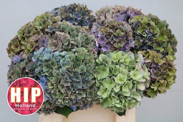 <h4>HYDR M CH RODEO CL</h4>