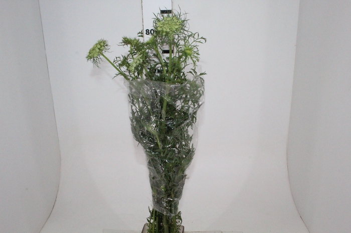 <h4>AMMI MAJUS 070 CM</h4>