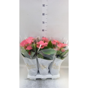 Anthurium andr. 'Sweet Dream'