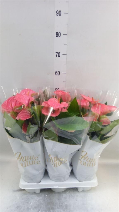 <h4>Anthurium andr. 'Sweet Dream'</h4>