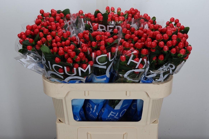 <h4>Hyp Coco Tango 70cm</h4>