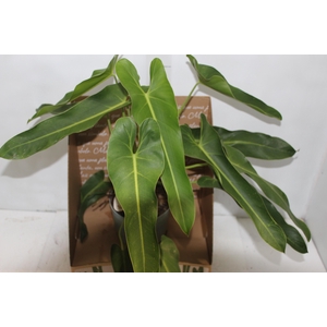 PHILODENDRON SPIRITUS SANCTI P17