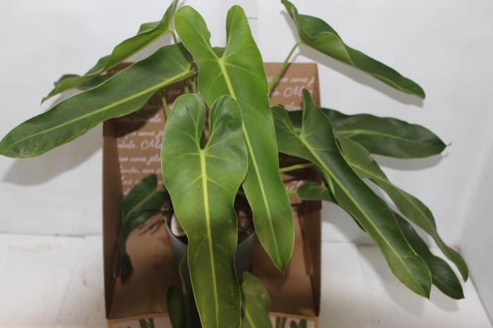 <h4>PHILODENDRON SPIRITUS SANCTI P17</h4>