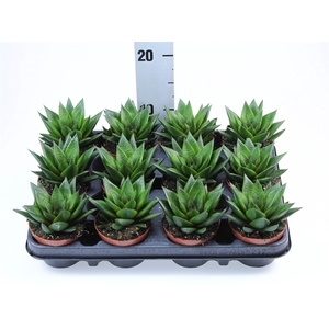 Gasteria