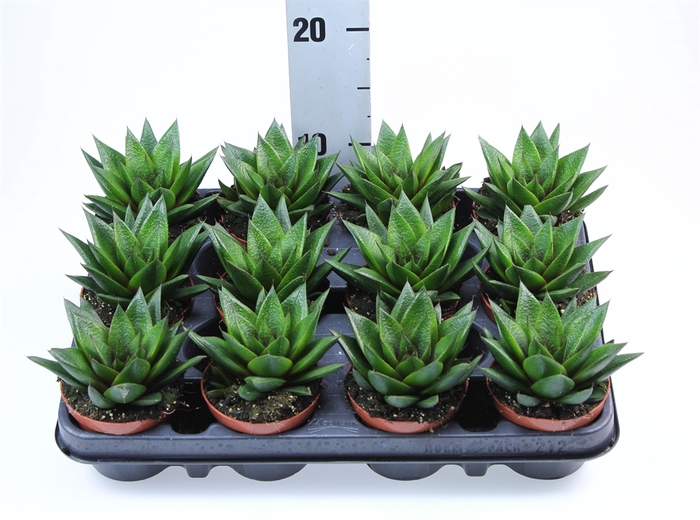 <h4>Gasteria</h4>