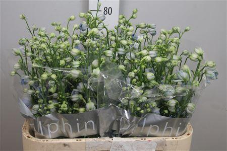 <h4>Delph Du Centu Skyblue</h4>
