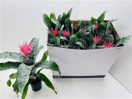 <h4>Aech Fas Primera</h4>