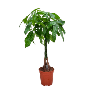 Pachira Aquatica 24 cm