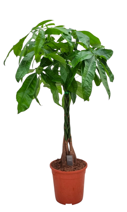 <h4>Pachira Aquatica 24 cm</h4>