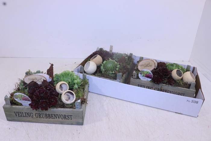 <h4>ARR SEMPERVIVUM</h4>