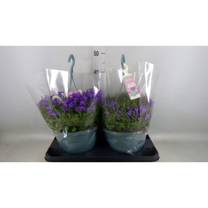 Campanula porten. 'Ambella Purple'