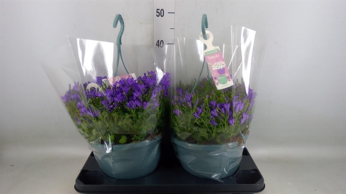 <h4>Campanula porten. 'Ambella Purple'</h4>