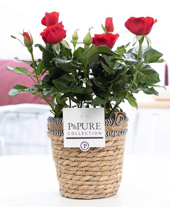 <h4>Rosa red in P&PURE Basket 6</h4>