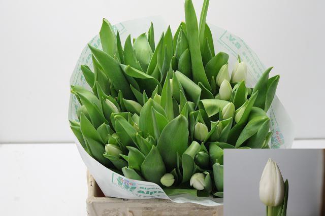 <h4>TU EN SUMMER SNOW</h4>