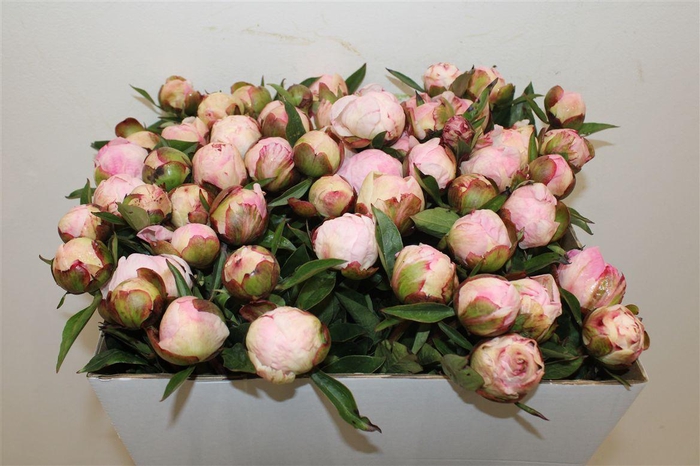<h4>Paeo L Gardenia</h4>