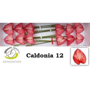 Anth. andr. 'Caldonia' x12